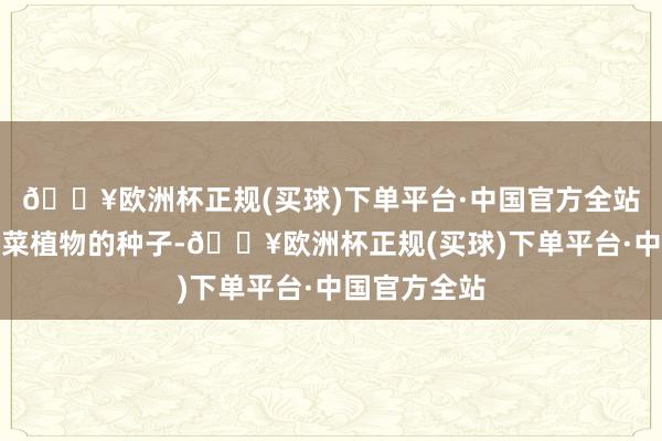 🔥欧洲杯正规(买球)下单平台·中国官方全站油菜籽是油菜植物的种子-🔥欧洲杯正规(买球)下单平台·中国官方全站