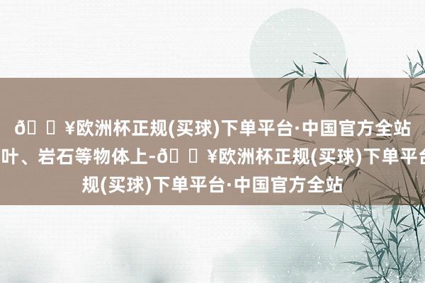 🔥欧洲杯正规(买球)下单平台·中国官方全站附着在树枝、树叶、岩石等物体上-🔥欧洲杯正规(买球)下单平台·中国官方全站